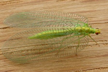 Green lacewing 